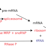 如何檢測長鏈非編碼RNA (lncRNA)