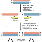 PCR的不同階段及其重要性