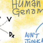 不要迷失在RNA-seq翻譯:RNA測序的NGS方式