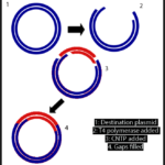 告別限製性內切酶和連接酶:非序列和連接酶克隆(SLIC)簡介
