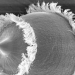 生命科學的三維電子顯微鏡