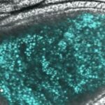 利用FIT探針和超分辨率顯微鏡分析卵母細胞發育過程中mRNP組裝的步驟