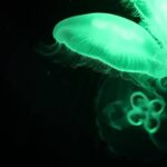 水母是綠色熒光蛋白發展的中心