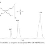 如何使用離子對反向相HPLC分離核苷酸