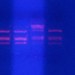 自動電泳如何進行DNA大小選擇?