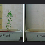植物研究中的肥料簡介