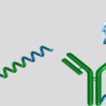 圖像顯示結合結合而不與RNA結合
