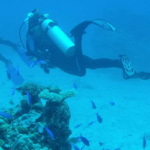 潛水員遊過珊瑚礁和魚群的畫麵