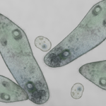 草履蟲和變形蟲的顯微圖像代表活細胞成像技術