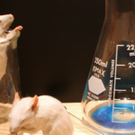 快樂的實驗室老鼠