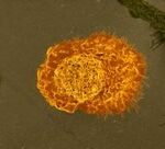 巨噬細胞的神秘世界:如何為你的研究利用它們