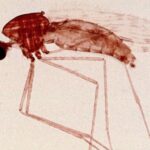 了解低溫電子顯微鏡的瘧原蟲發病機理