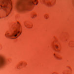細胞的圖像來描繪自由PCR