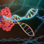 用gRNA靶向DNA的CRISPR-Cas複合體圖像