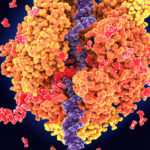 DNA轉錄的圖像顯示CRISPR如何使用CRISPRA和CRISPRI修改基因表達