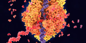 DNA轉錄的圖像顯示CRISPR如何使用CRISPRA和CRISPRI修改基因表達