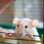 代表遺傳和化學誘導小鼠模型的實驗室小鼠