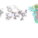 冷凍EM揭示了SARS-COV-2尖峰蛋白和人CDK激活激酶中的配體結合