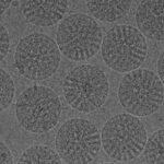病毒顆粒的電子顯微鏡圖像，展示了病毒和病毒學電子顯微鏡的有用性