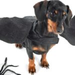 一張臘腸犬的照片，戴著一雙蝙蝠翅膀，帶有大型塑料蜘蛛，代表最有趣的果蠅基因名稱
