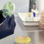 一名研究人員戴著手套的手拿著一個帶有綠色染色介質的培養皿，周圍是其他堆疊的帶有紅色和黃色染色的培養皿，代表某人正在識別微生物