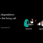 觀察活細胞中蛋白質的降解和聚集