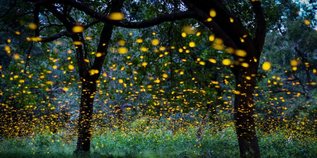熒光素酶報告試驗中使用的酶在森林中的螢火蟲圖像來自於螢火蟲