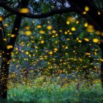 森林中螢火蟲的圖像是熒光素酶記者測定法中使用的酶