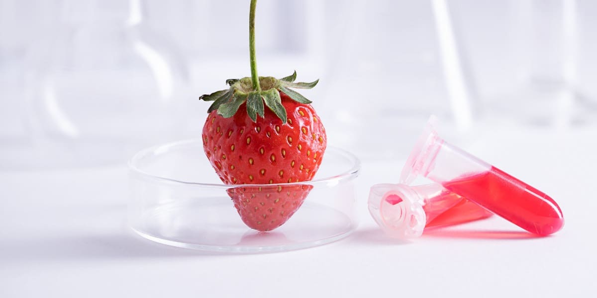 草莓和試管的圖像代表DNA提取工具在實驗室中的工作方式