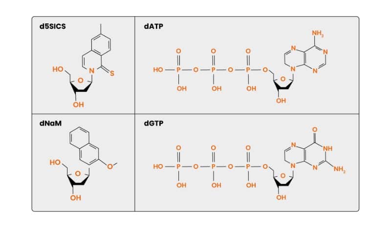 異種核酸:合成生物學和你的研究的基本工具