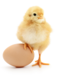 在蛋白質同源模型中，腳踩在雞蛋上的小雞代表蛋白質源
