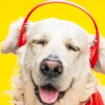 一隻金毛獵犬閉著眼睛，戴著一副耳機，代表著對研究人員來說最好的10個科學播客