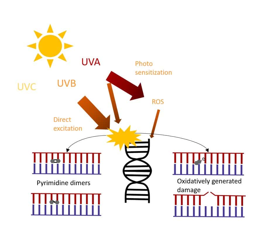 紫外線是如何破壞DNA的