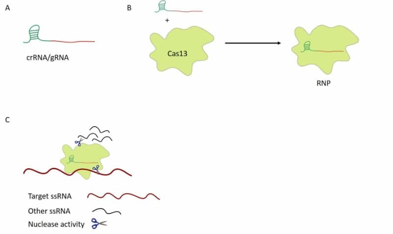 CRISPR-Cas13:如何革新你的RNA研究