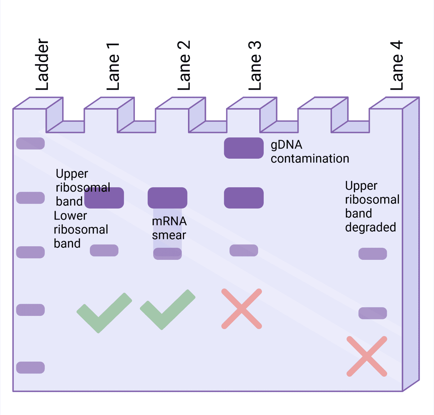 一個瓊脂糖凝膠圖像的例子，它是由不同的RNA樣本產生的，以顯示什麼是良好的RNA質量控製