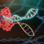 用GRNA靶向DNA的CRISPR-CAS複合物的圖像