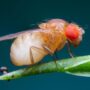 果蠅中CRISPR-CAS9編輯的果蠅的圖像